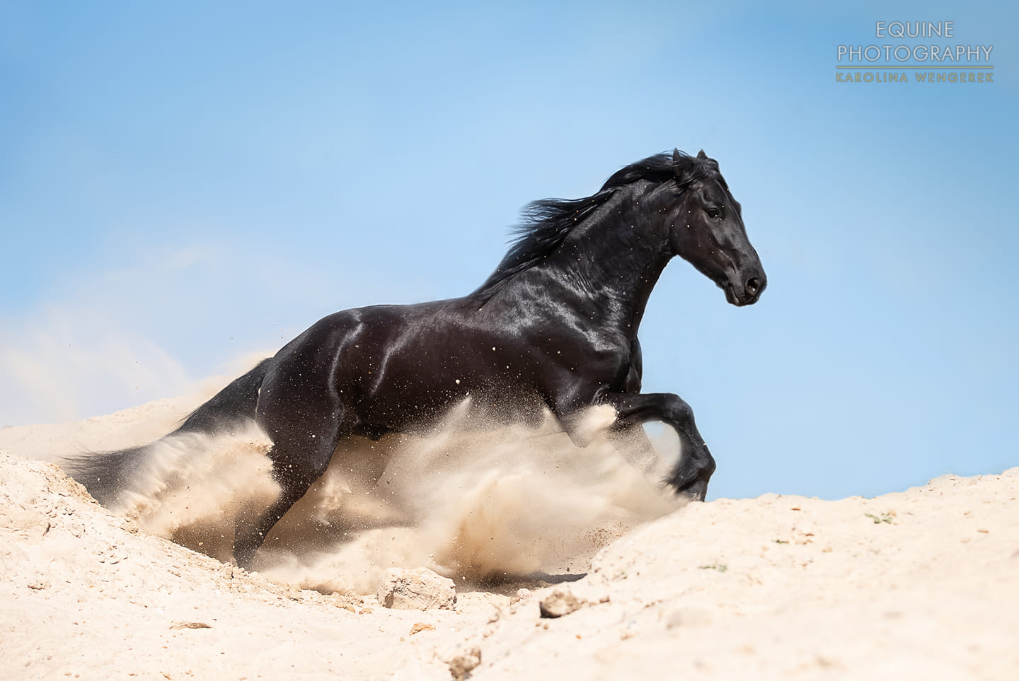 Stunning Horse Picture.jpg